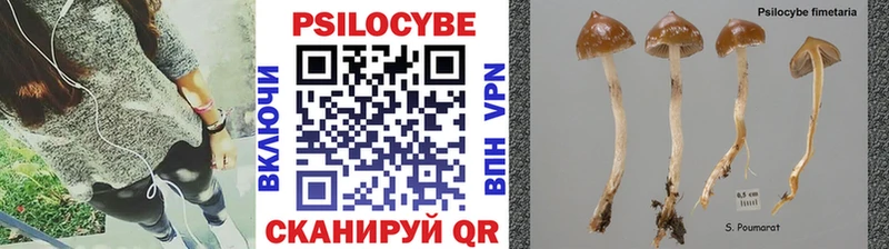 Купить где  Выборг  Галлюциногенные грибы Psilocybe 